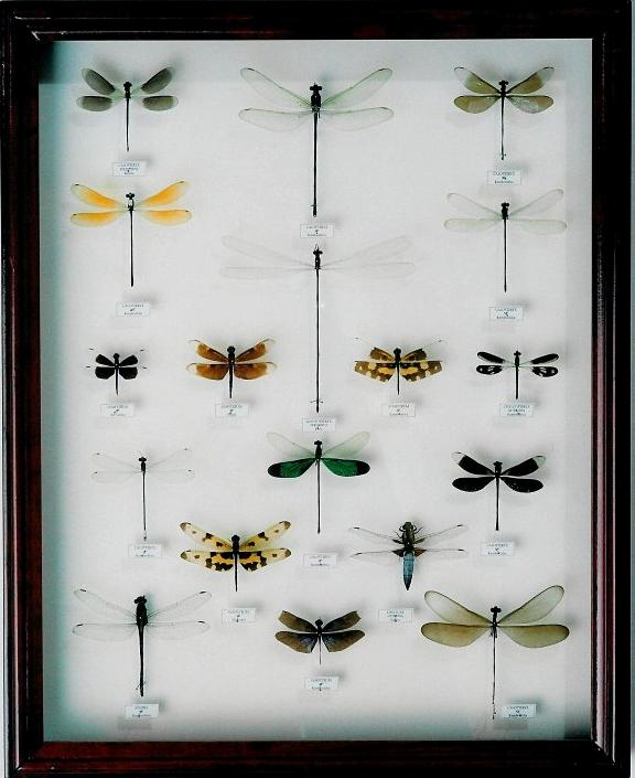 Изображение №15 компании Insect-collections.ru