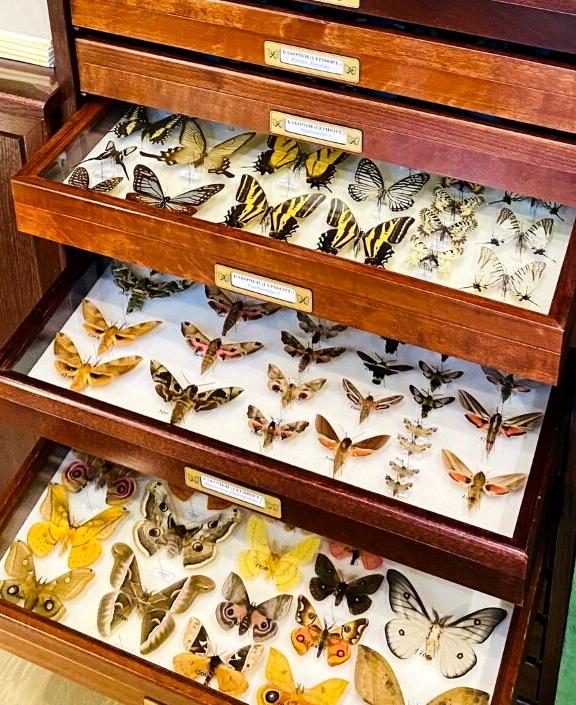 Изображение №1 компании Insect-collections.ru