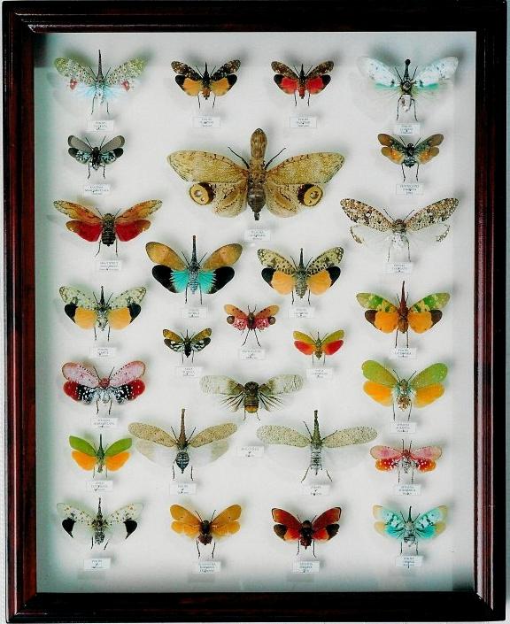 Изображение №6 компании Insect-collections.ru