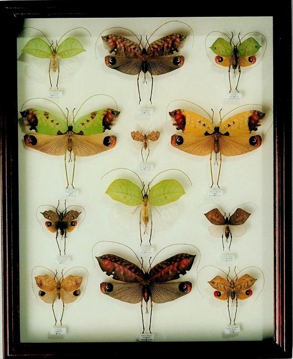 Изображение №9 компании Insect-collections.ru