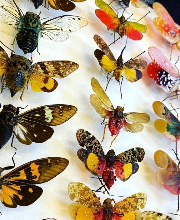 Изображение №3 компании Insect-collections.ru