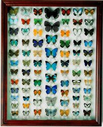 Изображение №4 компании Insect-collections.ru