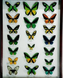 Изображение №3 компании Insect-collections.ru