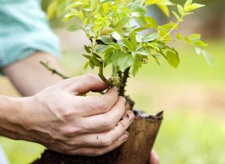 Изображение №10 компании Greenagrosad.ru