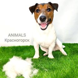 Изображение №4 компании Animals