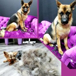 Изображение №5 компании Pets groom