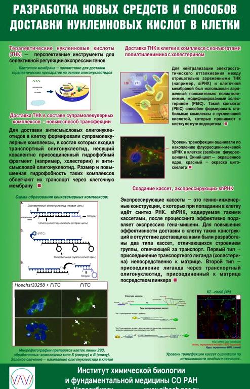 Изображение №12 компании Институт химической биологии и фундаментальной медицины СО РАН