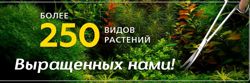 Изображение №1 компании Ammania.ru