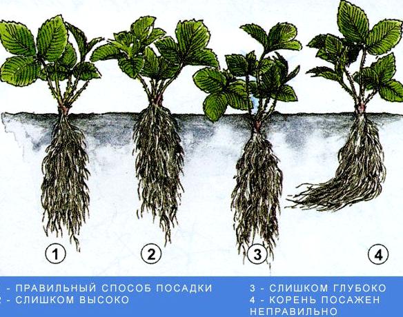 Изображение №14 компании Ягодар