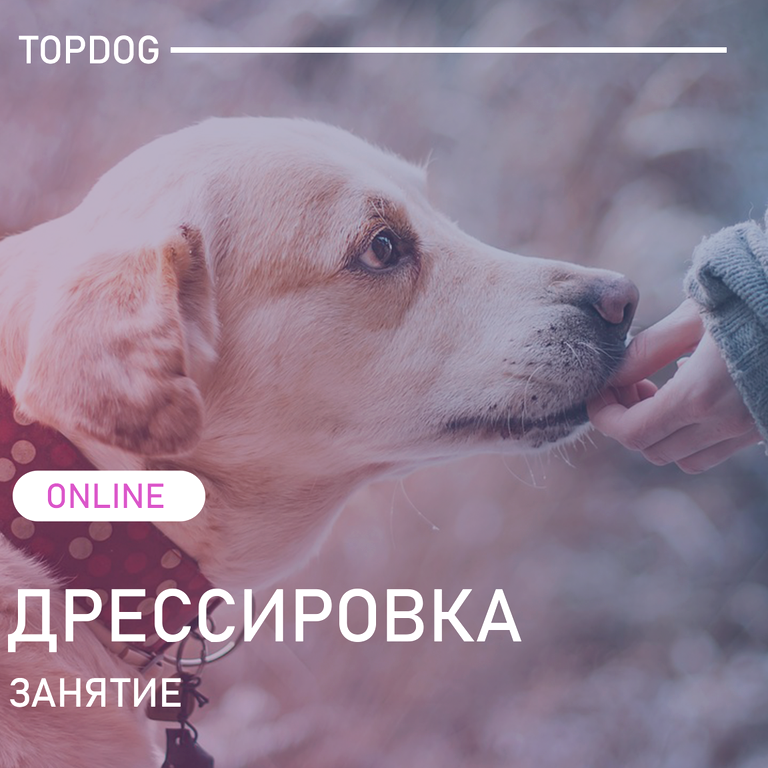 Изображение №20 компании Top dog