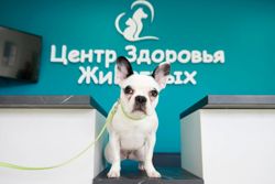 Изображение №4 компании Центр Здоровья Животных