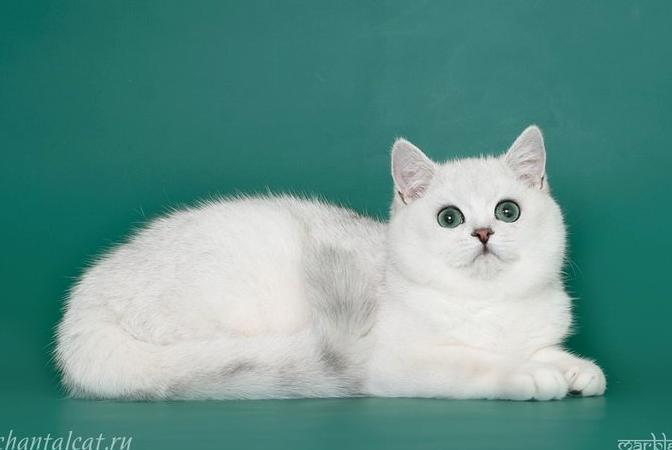 Изображение №15 компании Питомник кошек Шанталь