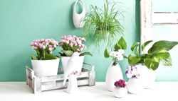 Изображение №4 компании AromaFlowers