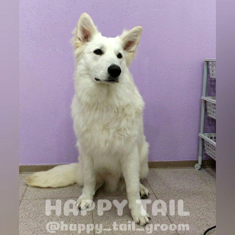 Изображение №4 компании Happy Tail