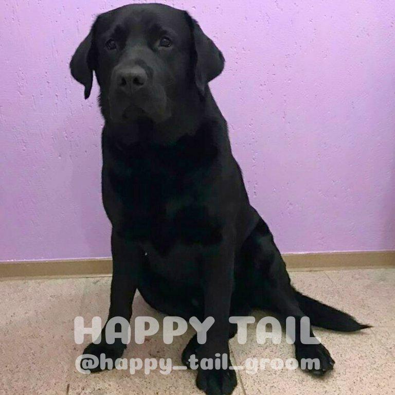 Изображение №20 компании Happy Tail