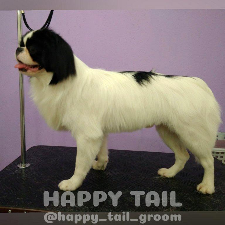 Изображение №14 компании Happy Tail