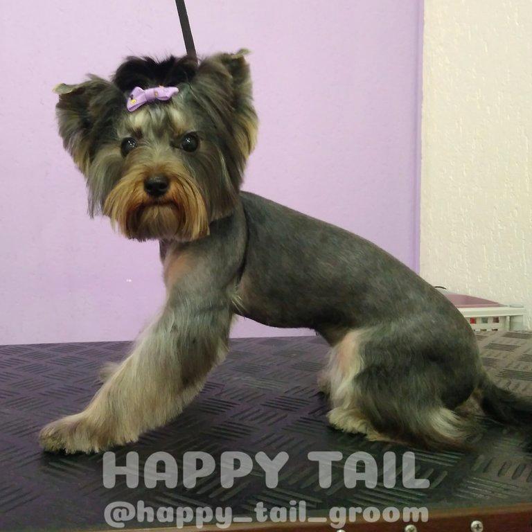 Изображение №6 компании Happy Tail