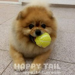 Изображение №1 компании Happy Tail