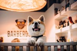 Изображение №1 компании Barberdog