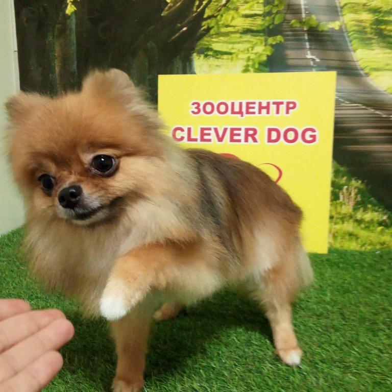 Изображение №10 компании Clever Dog