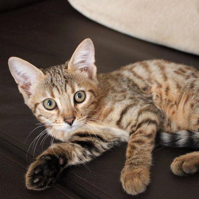 Изображение №1 компании Питомник бенгальских кошек, чаузи и сервалов BengalCats