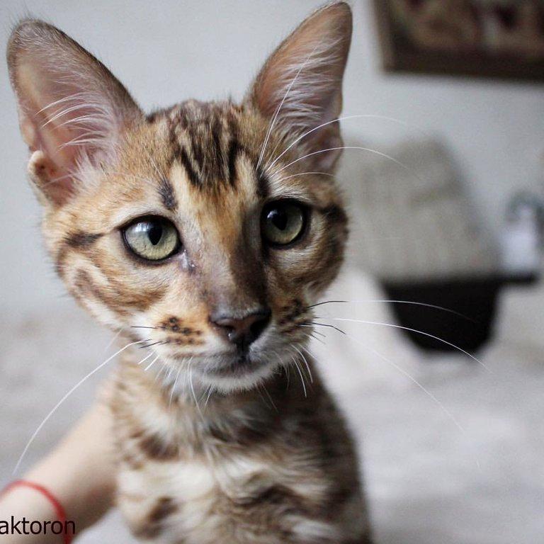 Изображение №2 компании Питомник бенгальских кошек, чаузи и сервалов BengalCats