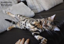 Изображение №2 компании Питомник бенгальских кошек, чаузи и сервалов BengalCats