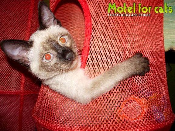 Изображение №1 компании Motel for cats