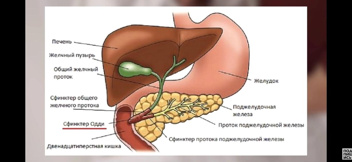 Изображение №13 компании Ортэк