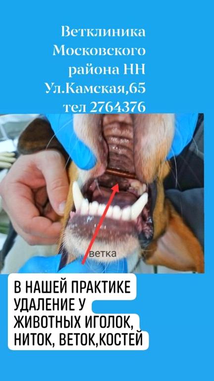 Изображение №18 компании Государственное ветеринарное управление городского округа