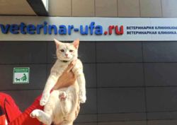 Изображение №1 компании Ветеринарная клиника veterinar-ufa.ru