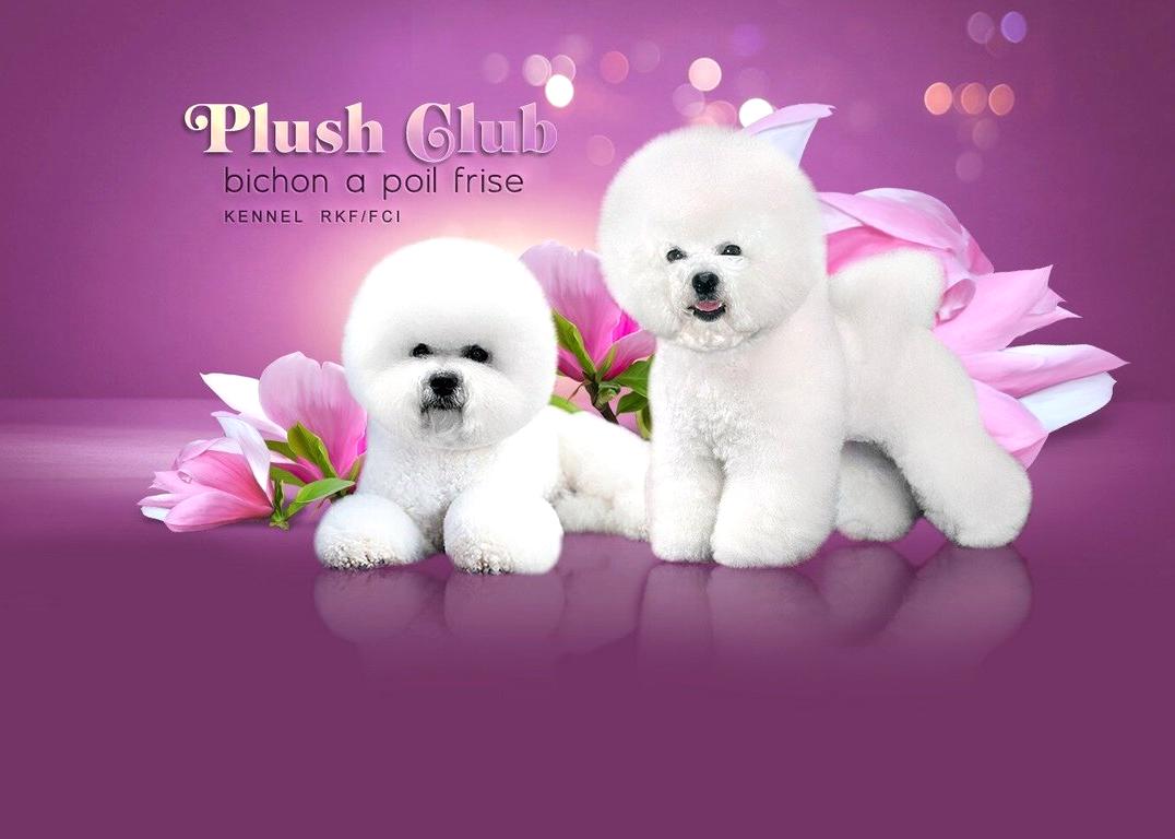 Изображение №14 компании Питомник породы Бишон Фризе Plush Club