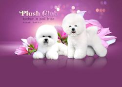 Изображение №3 компании Питомник породы Бишон Фризе Plush Club