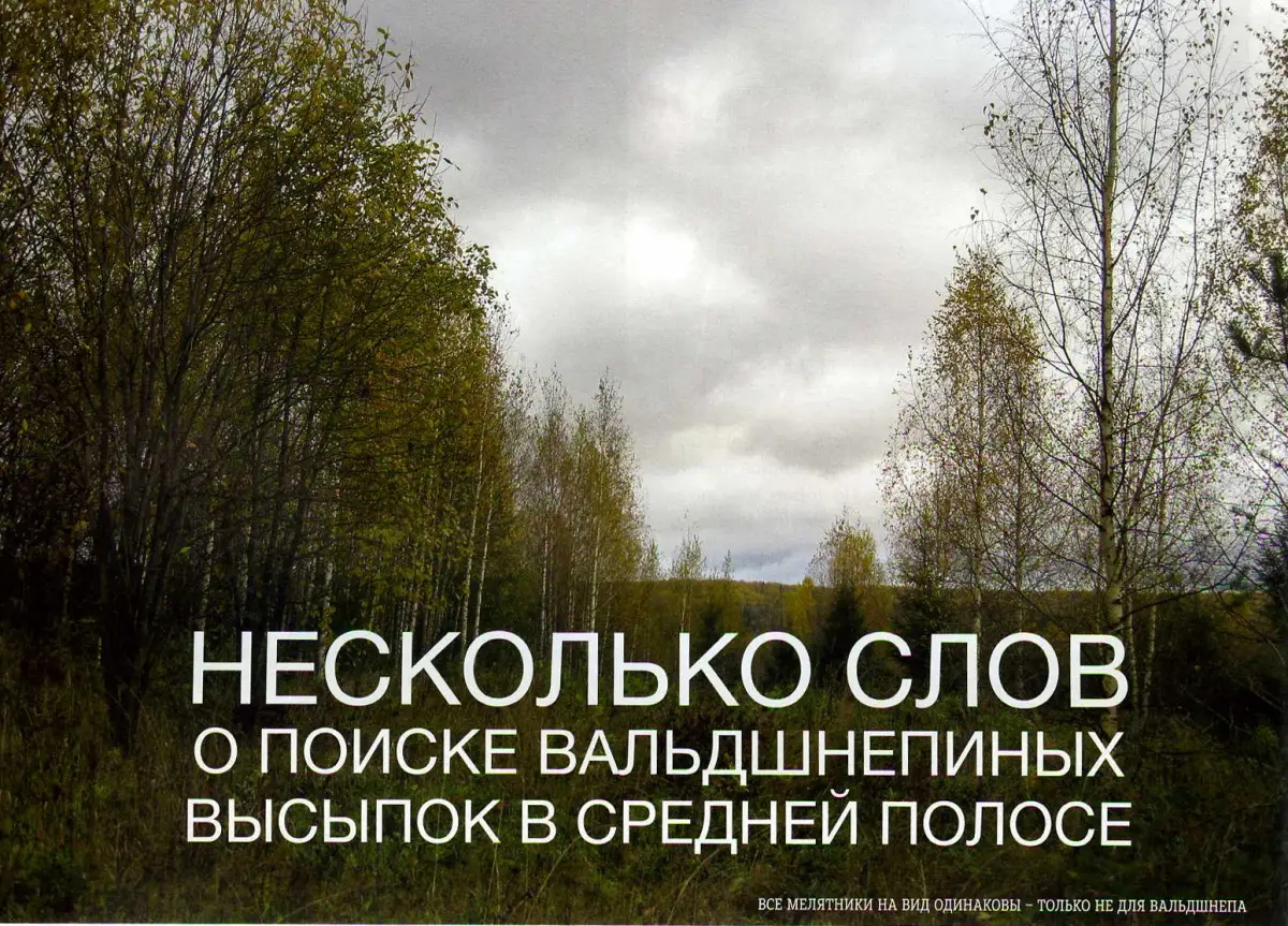 "Охотники в шоке: места обитания вальдшнепа сменились навсегда!"