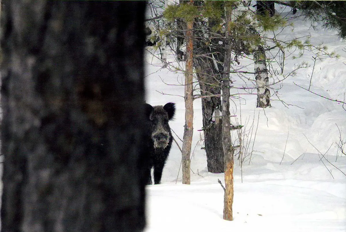 Boar tracking