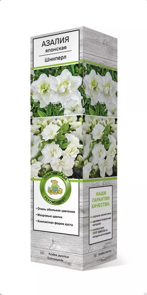 Саженец Азалия японская Шнипёрл в тубе, Поиск