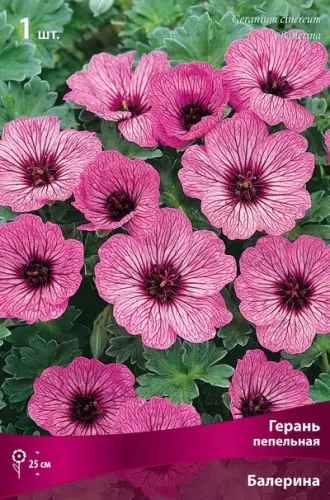 Корневище цветов Герань пепельная Балерина (I; 1шт)