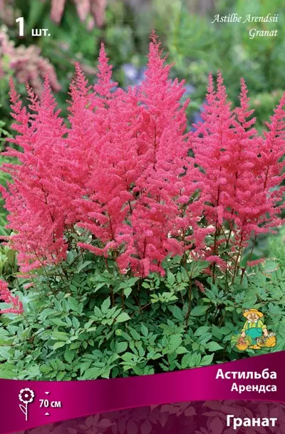 Корневище цветов Астильба Арендса Гранат (I; 1шт)