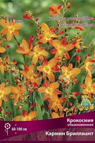 Луковицы цветов Крокосмия Кармин Бриллиант 6/7, 10 шт