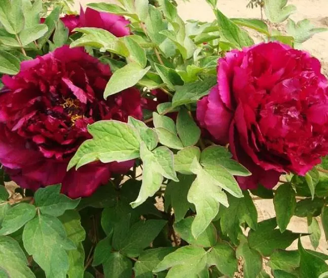 Саженец Пион древовидный Черный лоск (в тубе)