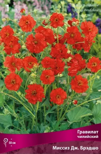 Корневище цветов Гравилат чилийский Миссиз Дж. Брэдшо (I; 1шт)
