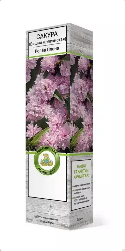 Саженец Сакура (Вишня декоративная) Розеа Плена (в тубе), Поиск