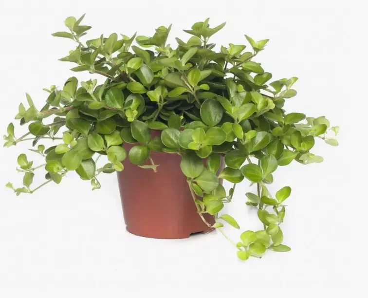 Декоративно-лиственное растение Пеперомия круглолистная (d=11 см)