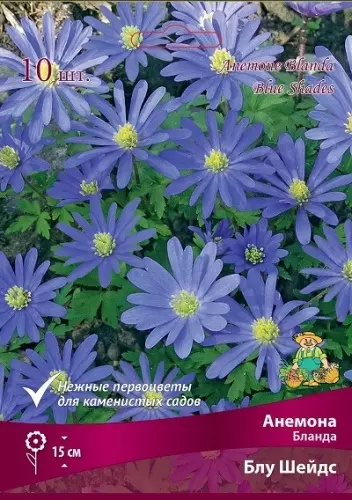 Луковицы цветов Анемона Бланда Блу Шейдс 5/6, 10 шт