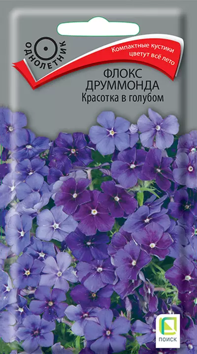 Семена цветов Флокс Красотка в голубом 0,1 гр ( Поиск)