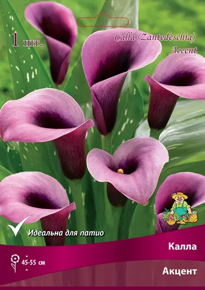 Луковицы цветов Калла Акцент 14/16, 1 шт