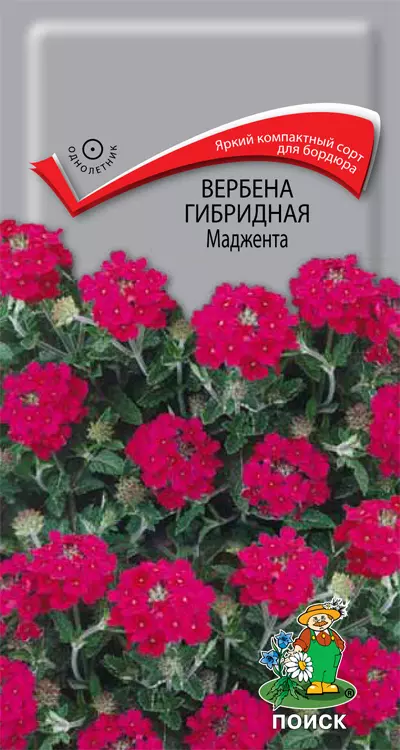 Семена цветов Вербена Маджента гибридная 0.1 гр (Поиск) цв