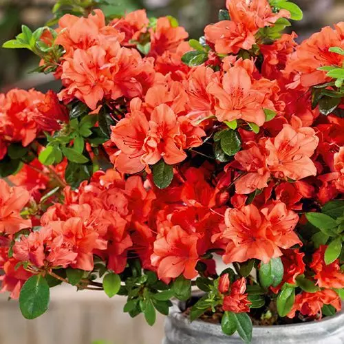 Саженец Азалия японская Гейша Ориндж в тубе, Поиск