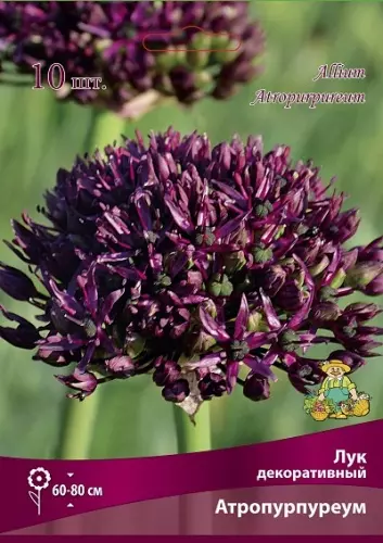 Луковицы цветов Лук декоративный Атропурпуреум 8-10/К, 10 шт