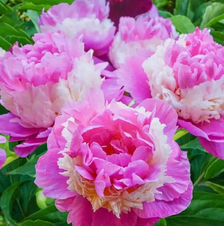 Корневище цветов Пион травянистый Сорбет 2-3, 1 шт